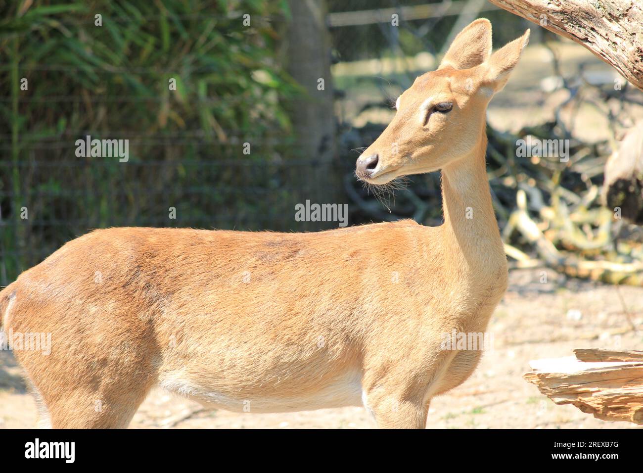 Indian hog deer Foto Stock