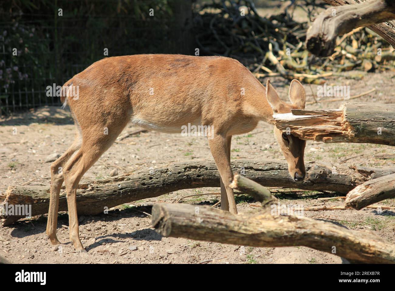 Indian hog deer Foto Stock