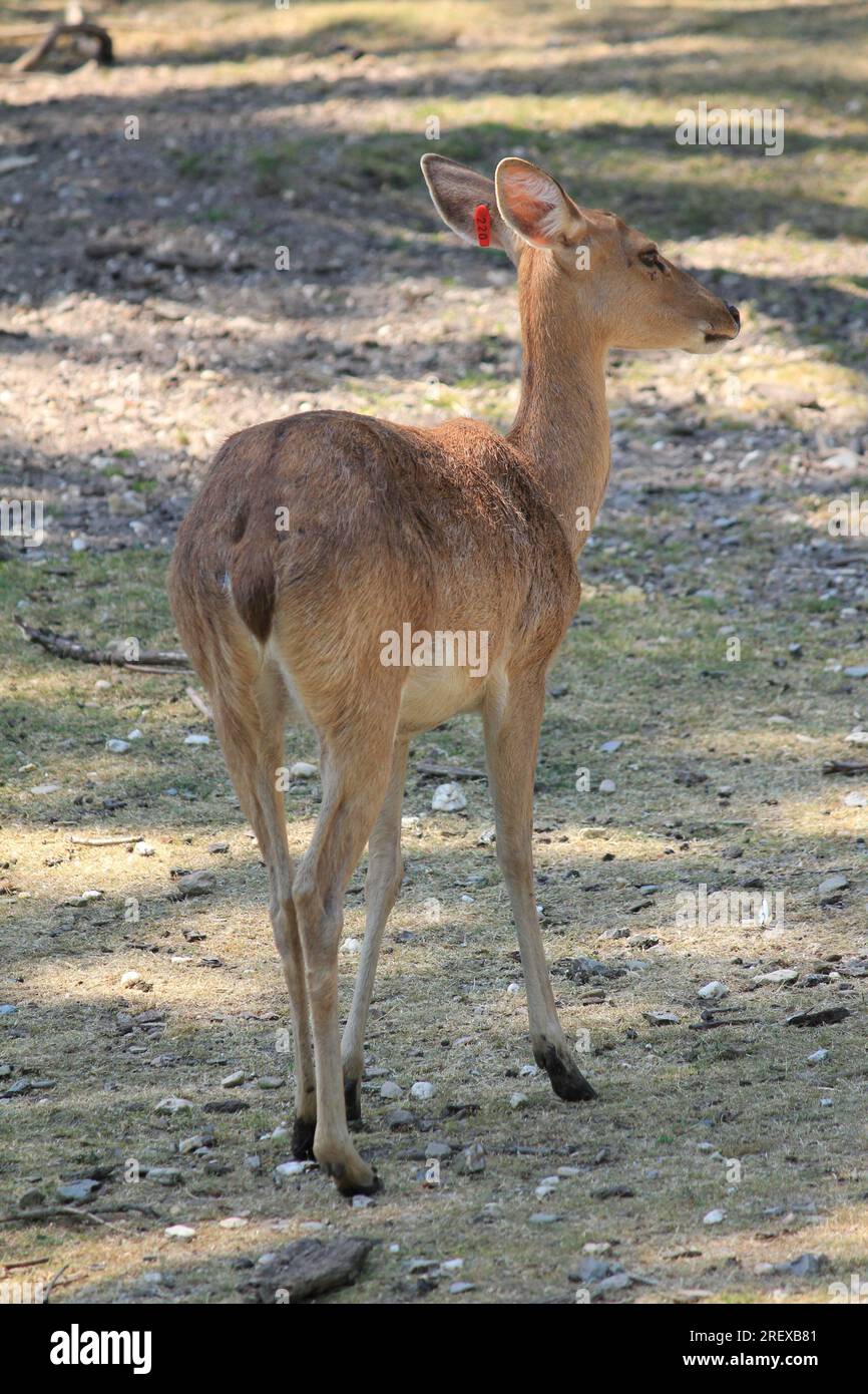 Indian hog deer Foto Stock