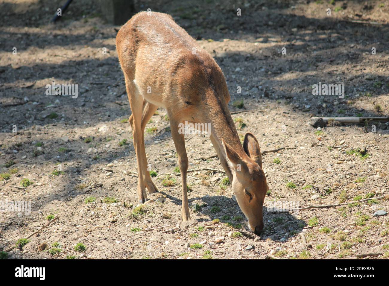 Indian hog deer Foto Stock