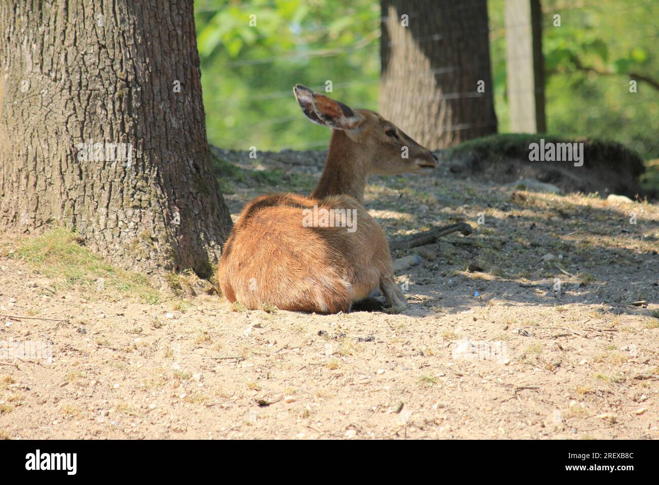 Indian hog deer Foto Stock