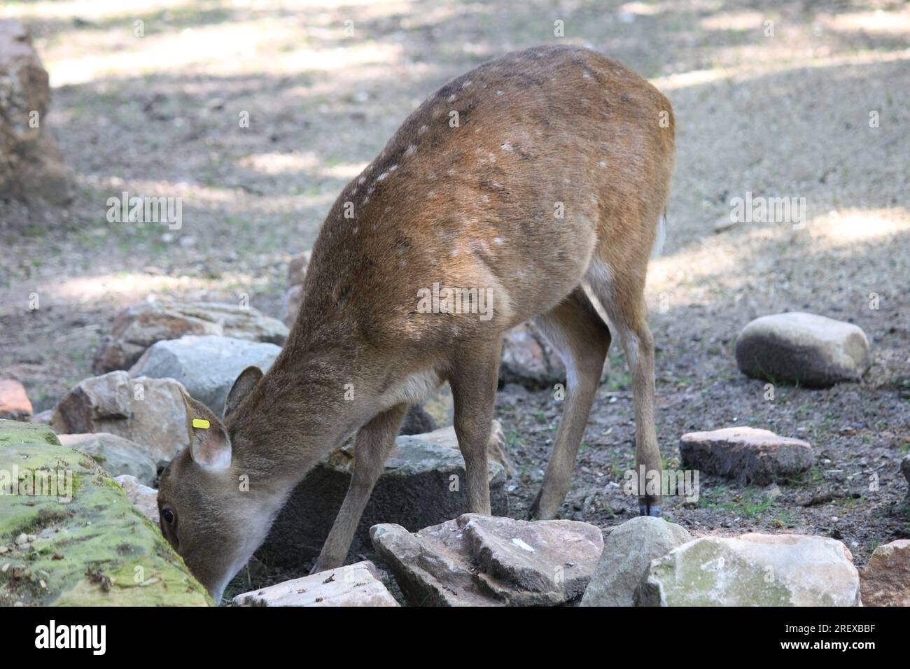 Indian hog deer Foto Stock