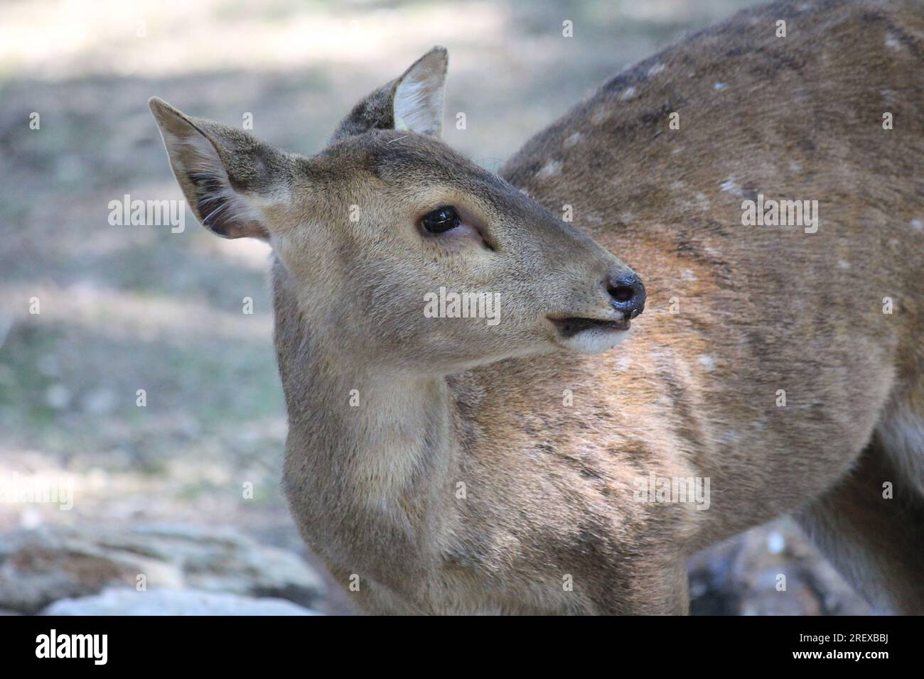 Indian hog deer Foto Stock