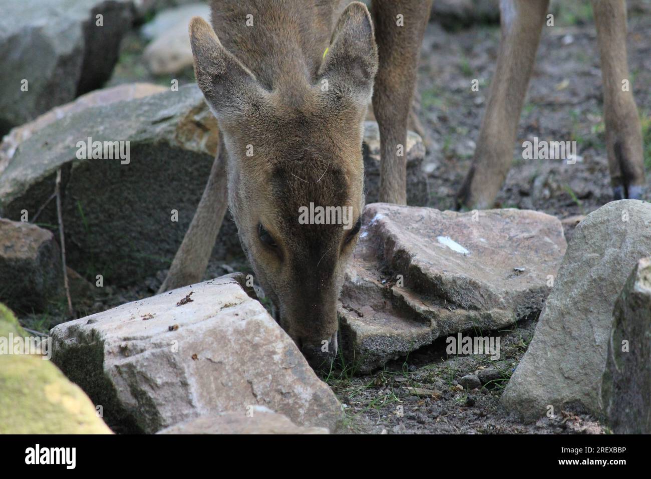 Indian hog deer Foto Stock