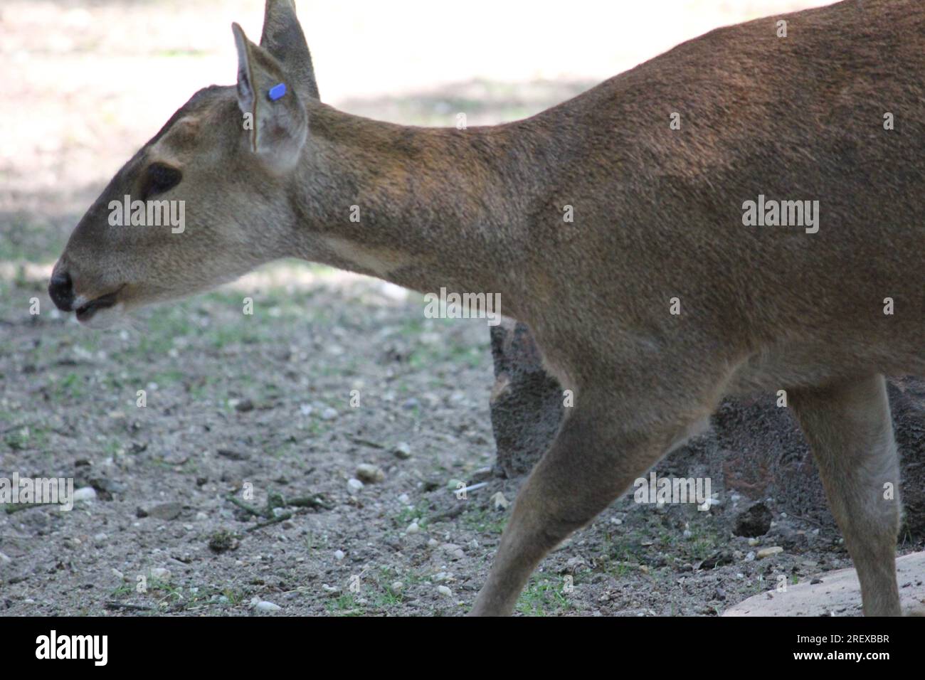 Indian hog deer Foto Stock