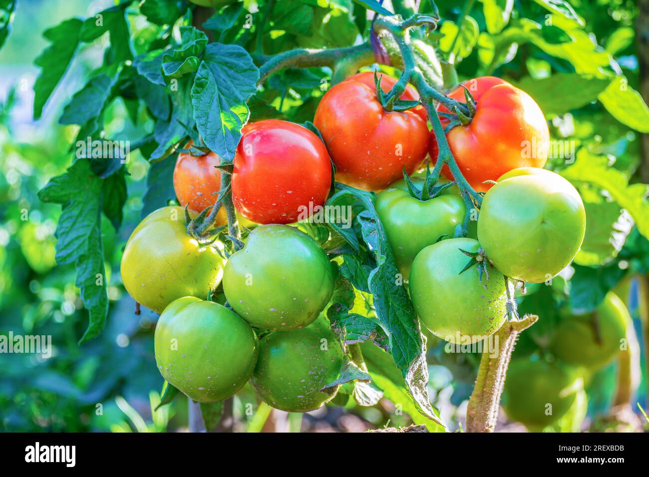 Primi piani dei grappoli di pomodoro sui rami della pianta Foto Stock