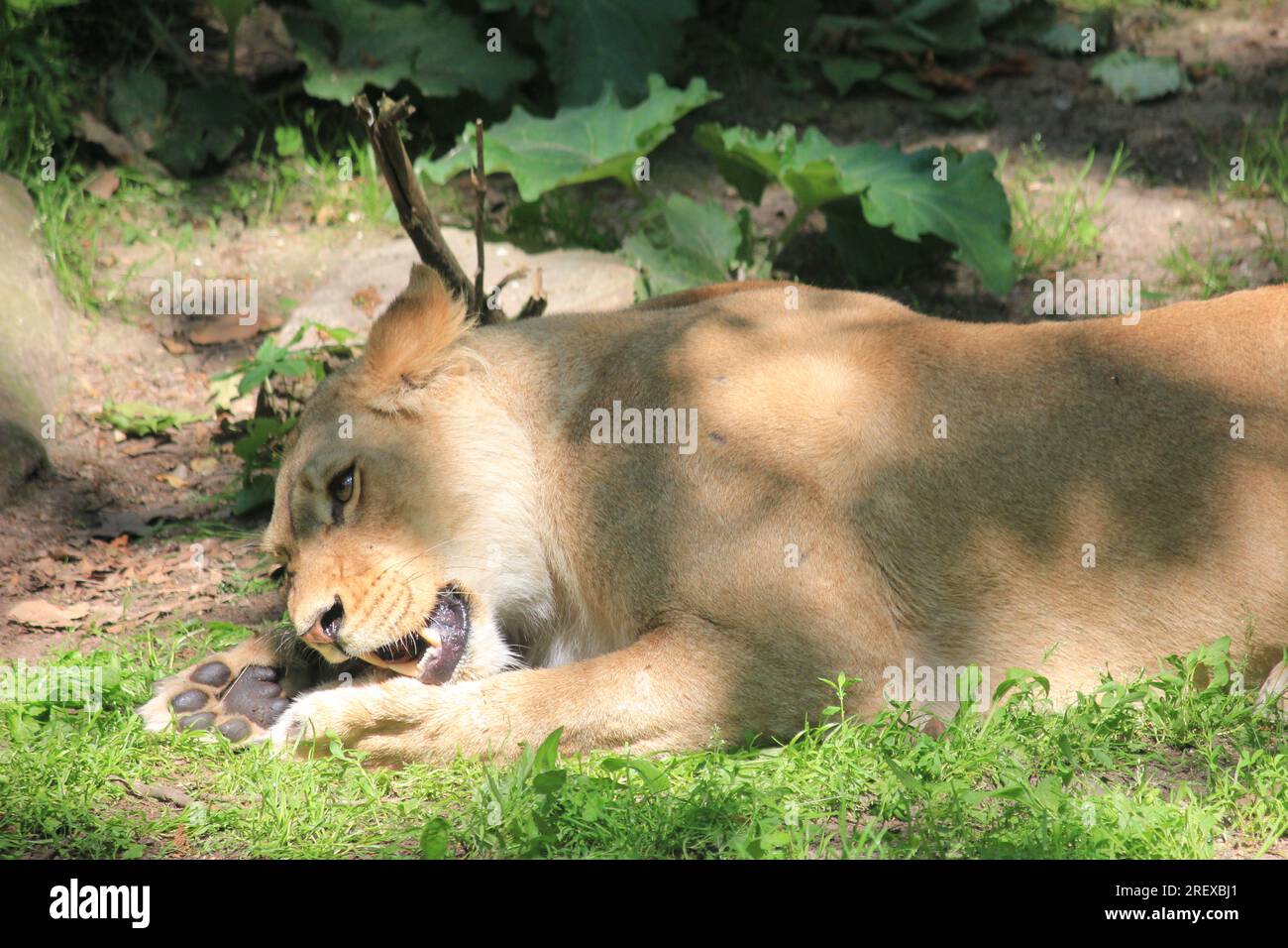 Lion Foto Stock