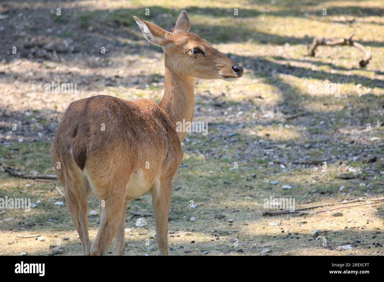 Indian hog deer Foto Stock