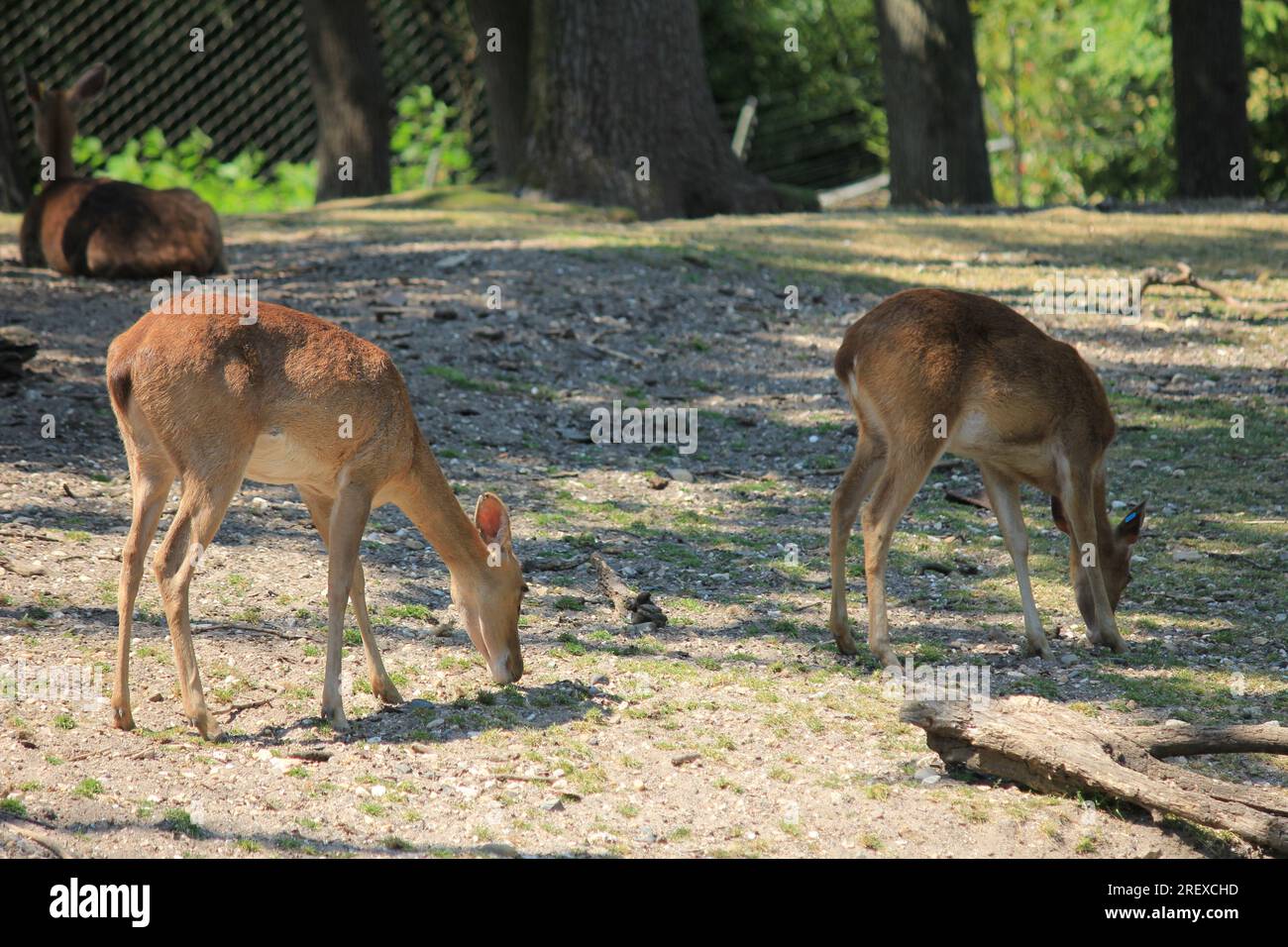 Indian hog deer Foto Stock