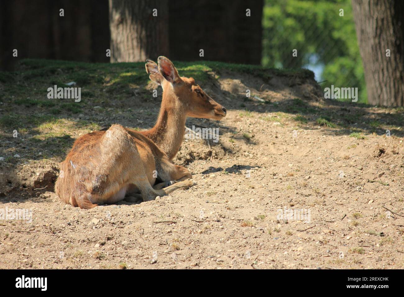 Indian hog deer Foto Stock
