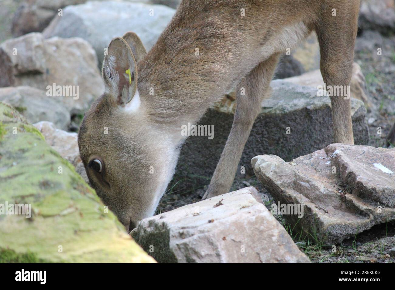 Indian hog deer Foto Stock