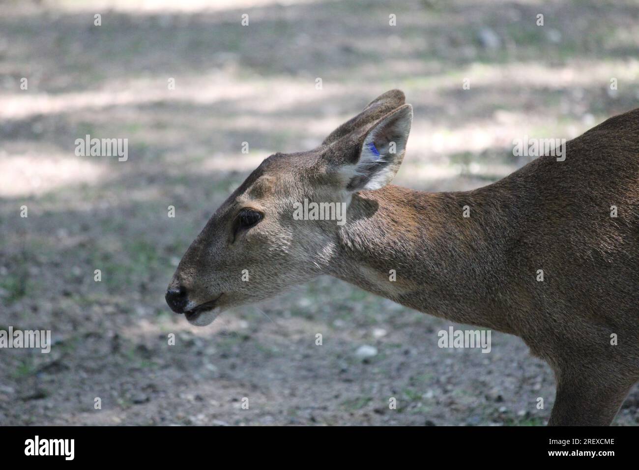 Indian hog deer Foto Stock