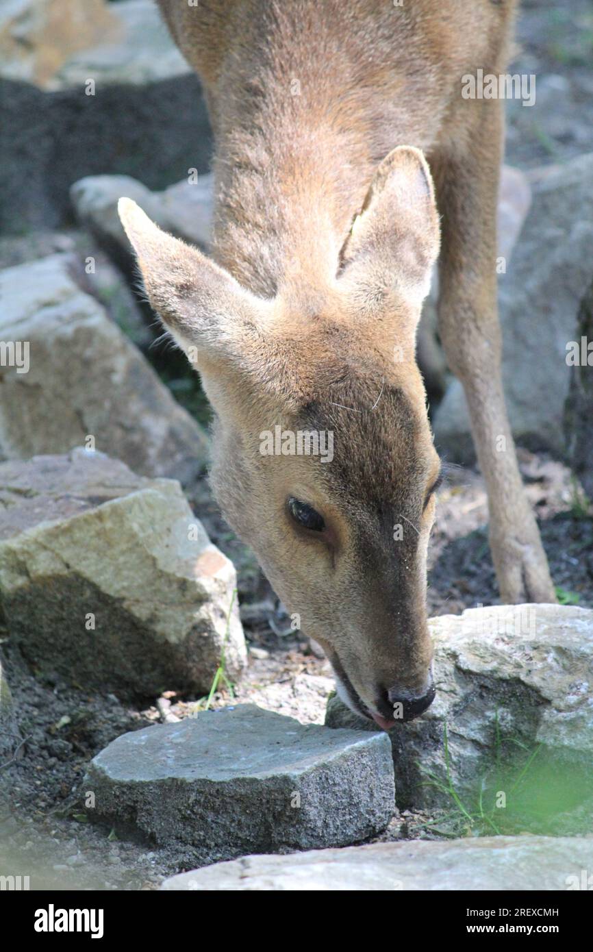 Indian hog deer Foto Stock