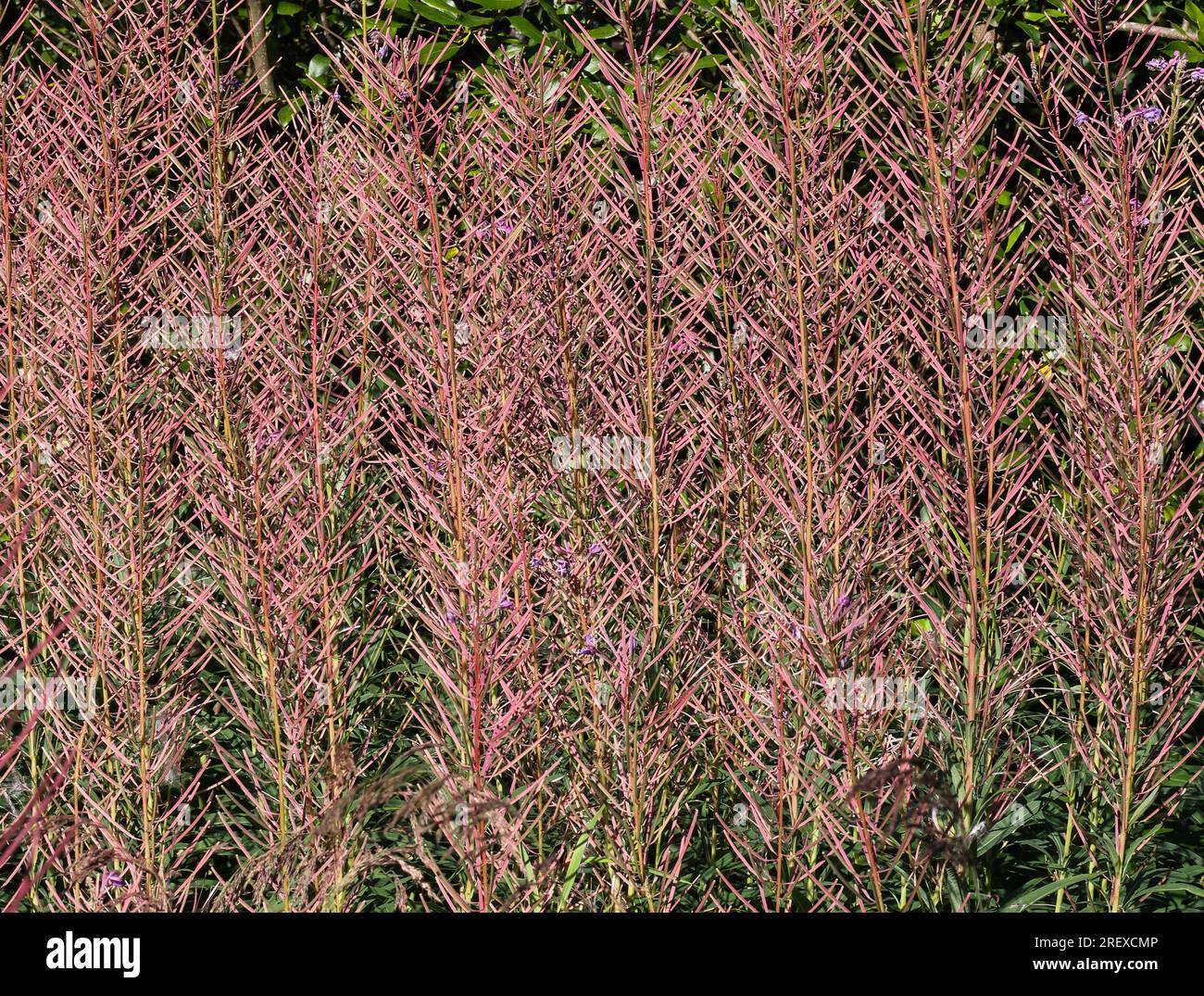 Rosebay salice-erba Foto Stock