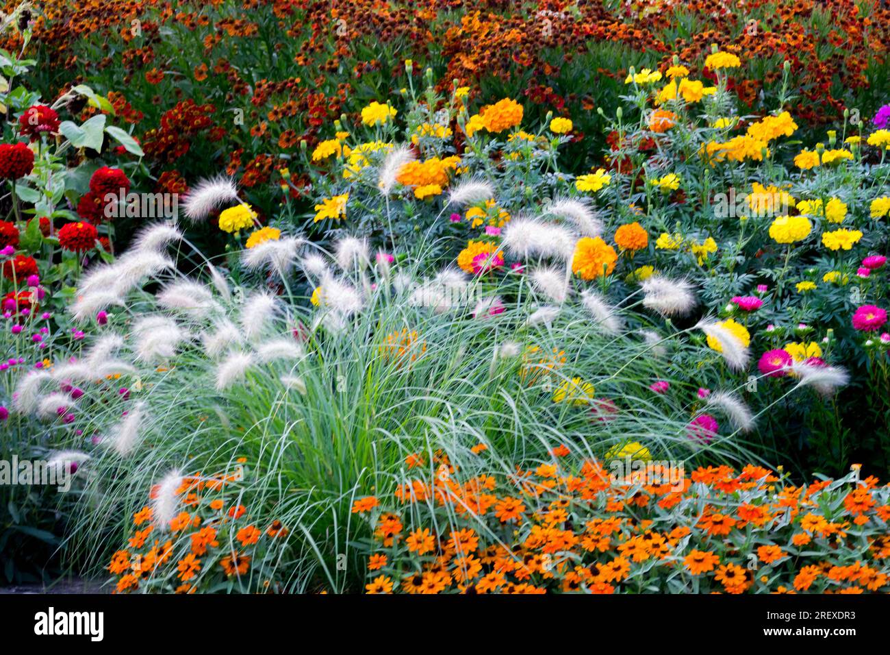 Bellissimo letto di fiori piante da giardino colorate Pennisetum Zinnias Marigolds Helenium Flowers Border Mixed Pennisetum villosum Fountain Grass metà estate Foto Stock