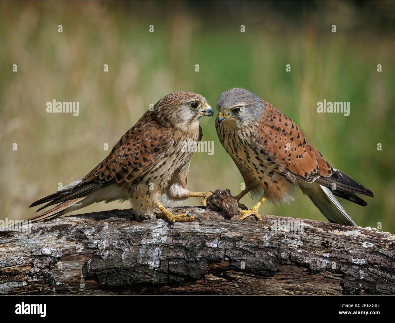 Kestrel coppia con mouse Prey Foto Stock