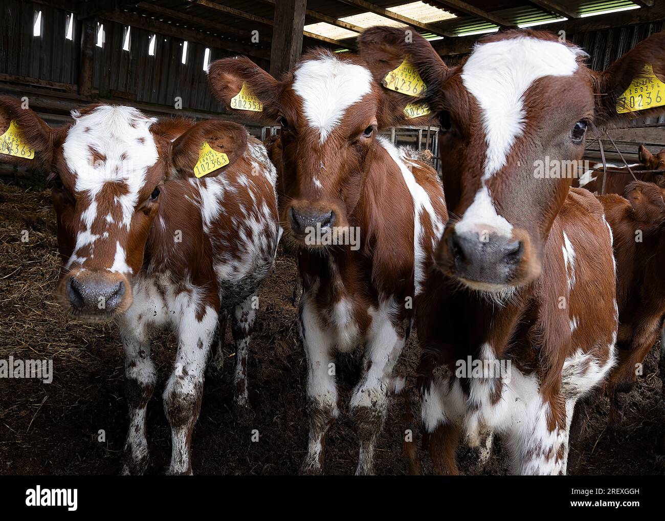 Tre vitelli a Barn Foto Stock