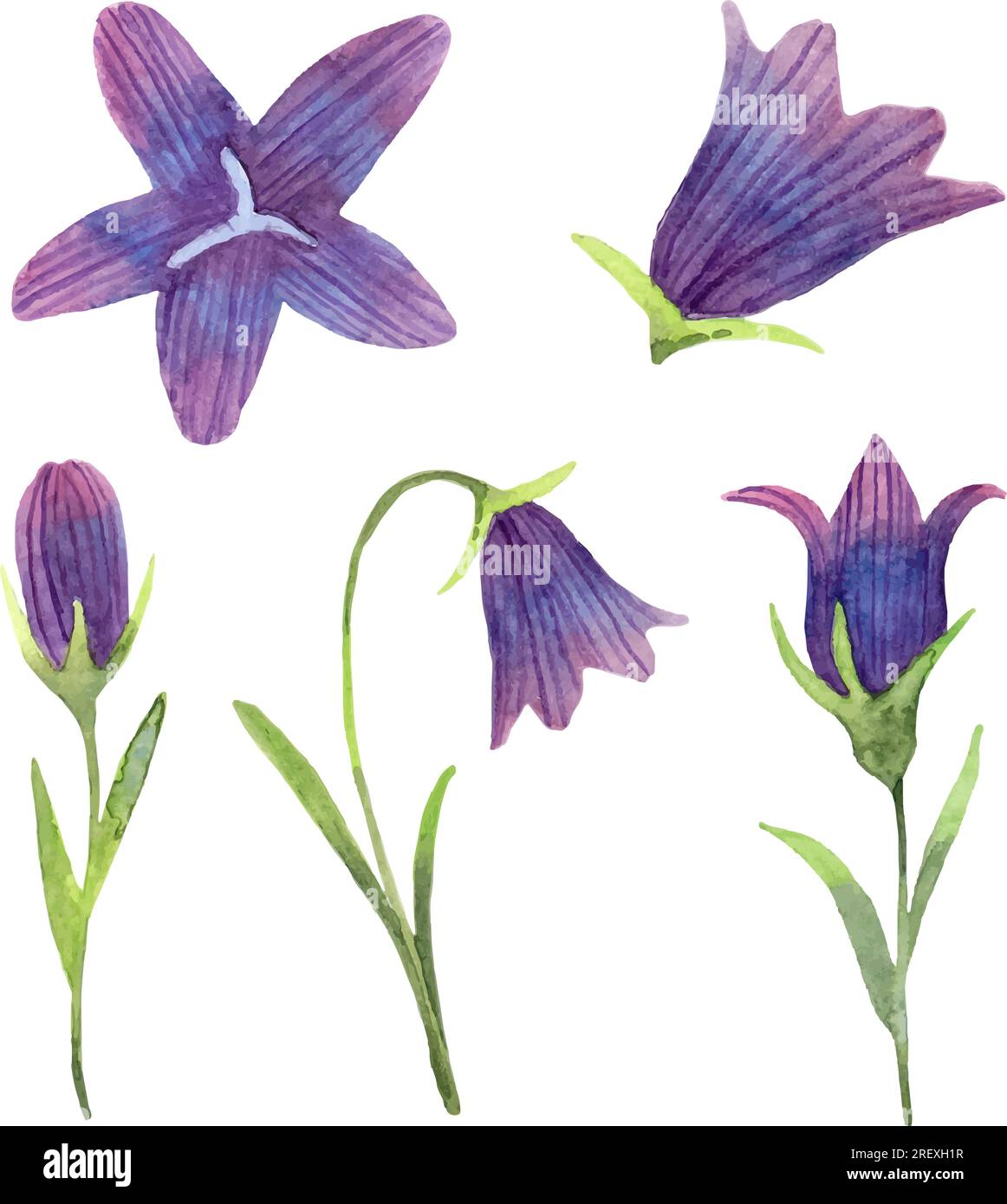 Set con fiore bluebell. Dipinto in un semplice schizzo ad acquerello di erbe botaniche. Per inviti a nozze, biglietti, striscioni, confezioni. Illustrazione Vettoriale