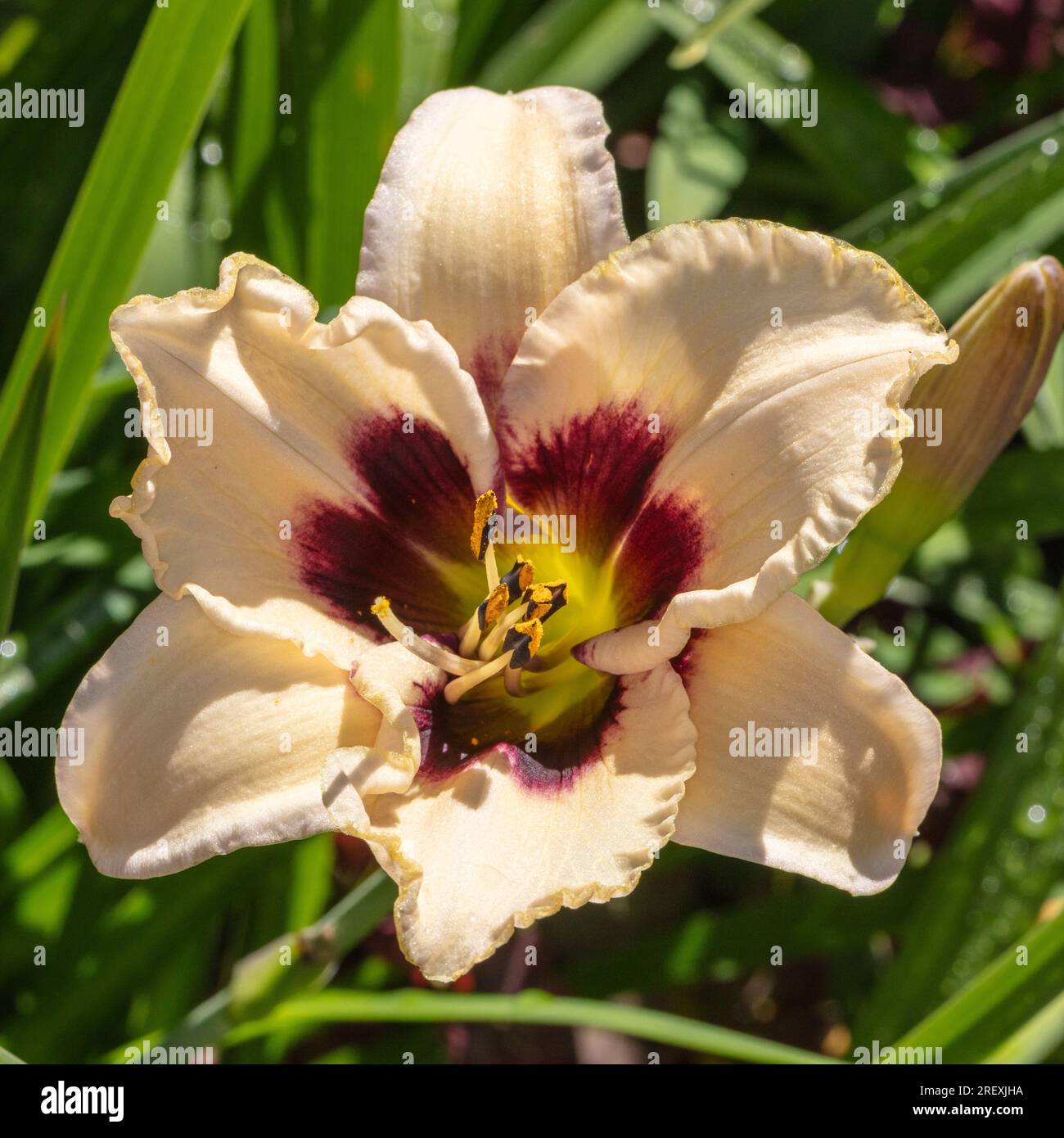 "Piano Man" Daylily, daglilja (Hemerocallis) Foto Stock