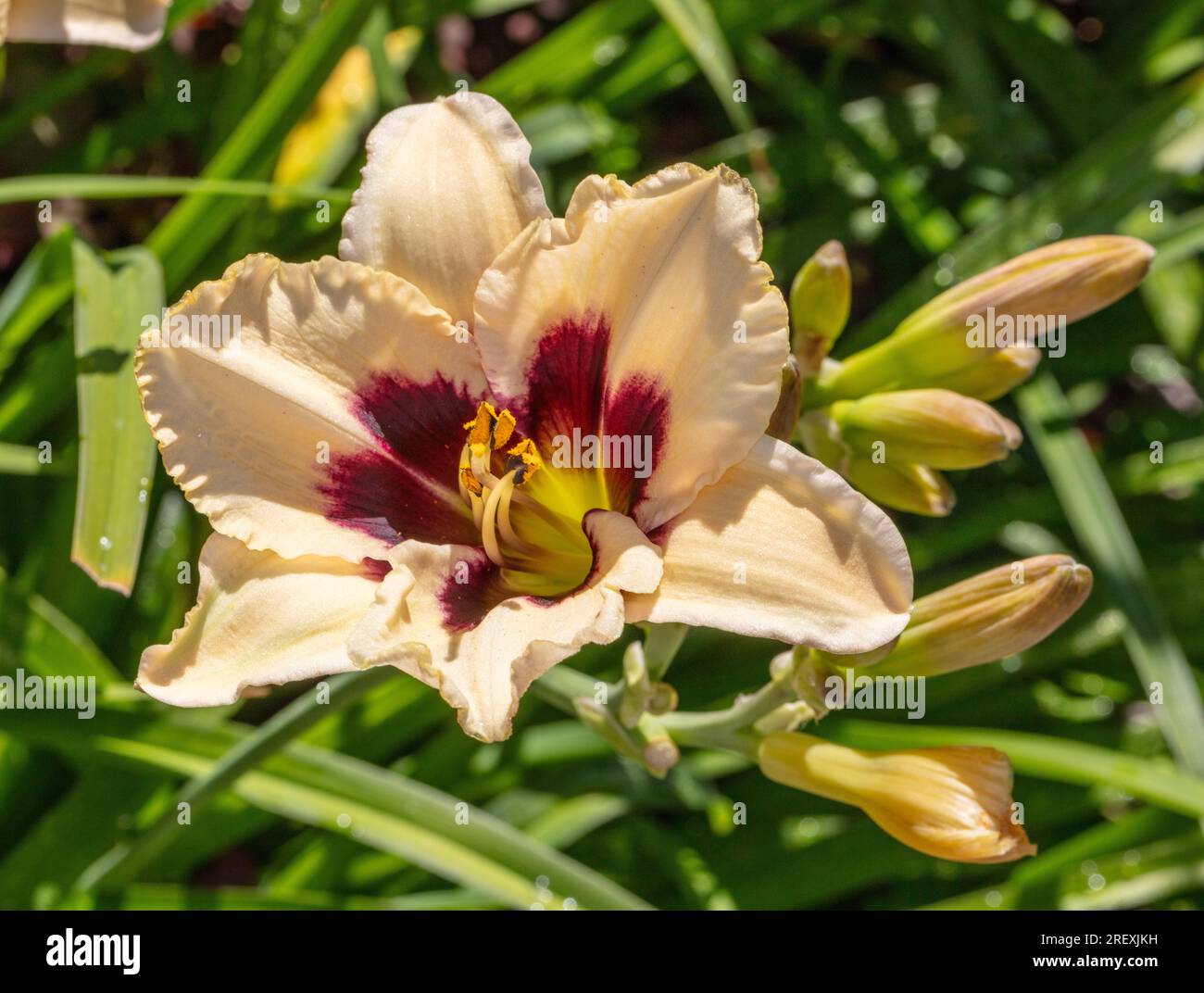 "Piano Man" Daylily, daglilja (Hemerocallis) Foto Stock