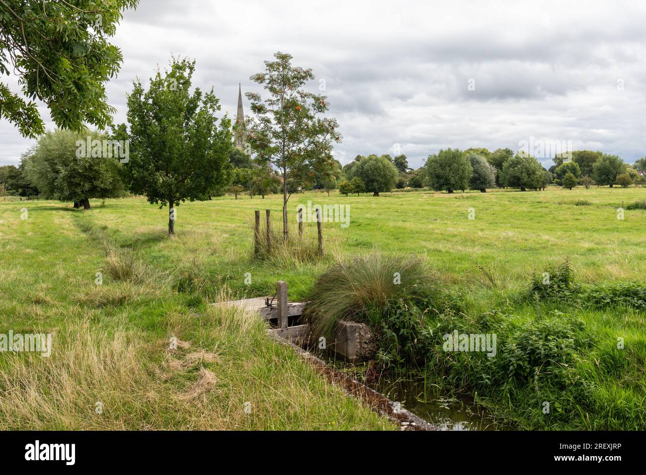 Harnham Water Meadows a Site of Special Scientific Interest, Salisbury, Wiltshire, Inghilterra, Regno Unito Foto Stock