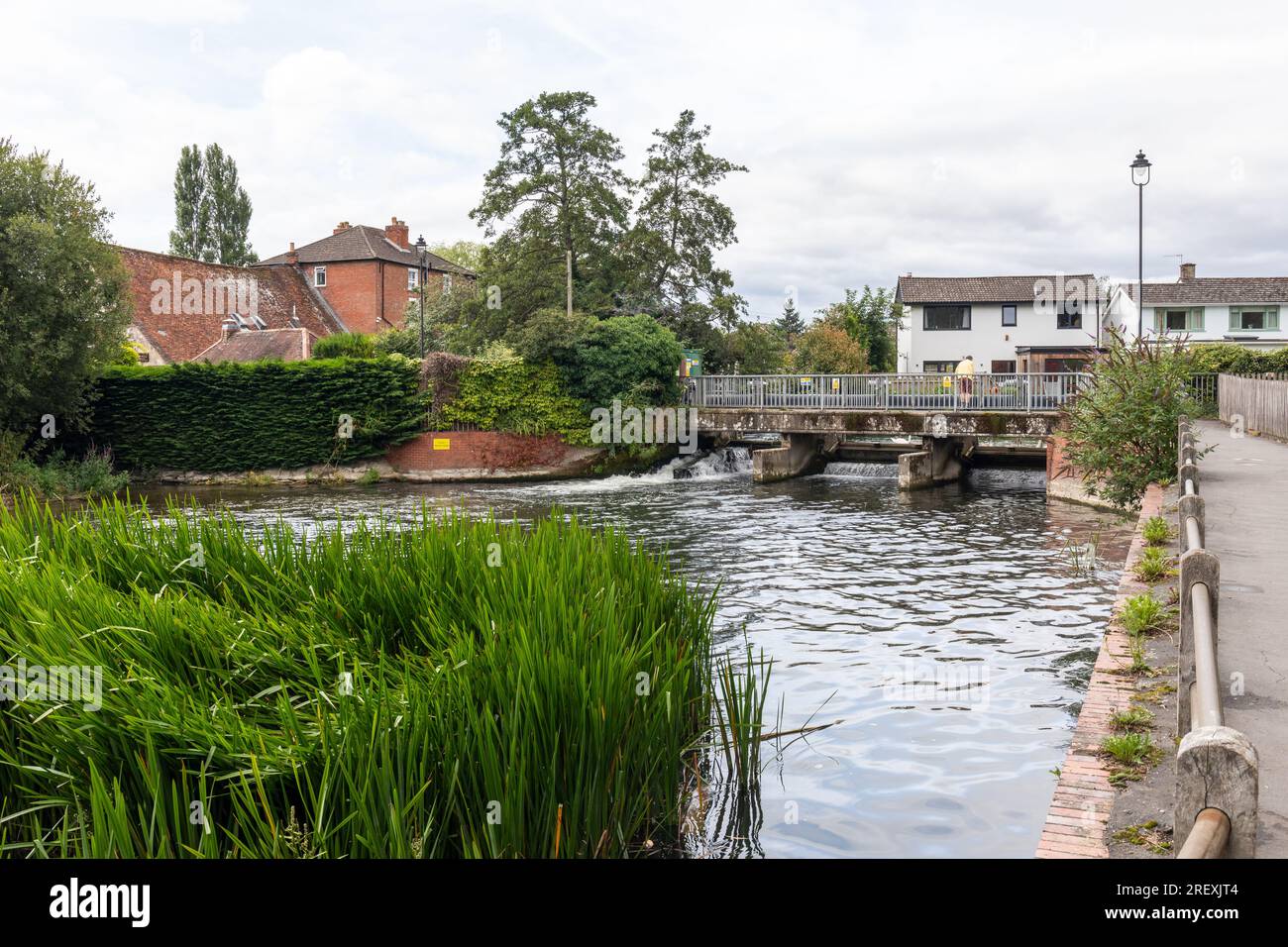 Harnham Water Meadows a Site of Special Scientific Interest, Salisbury, Wiltshire, Inghilterra, Regno Unito Foto Stock