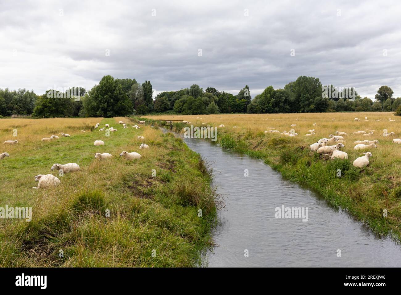 Pecore al pascolo su Harnham Water Meadows a Site of Special Scientific Interest, Salisbury, Wiltshire, Inghilterra, Regno Unito Foto Stock
