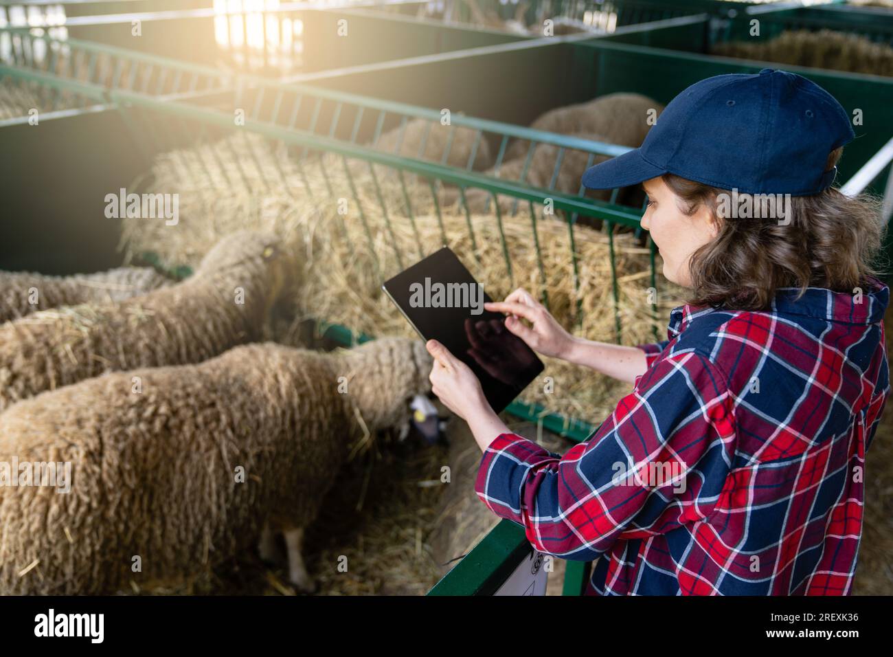 Donna contadina con un tablet in un ovile. Gestione delle mandrie... Foto Stock
