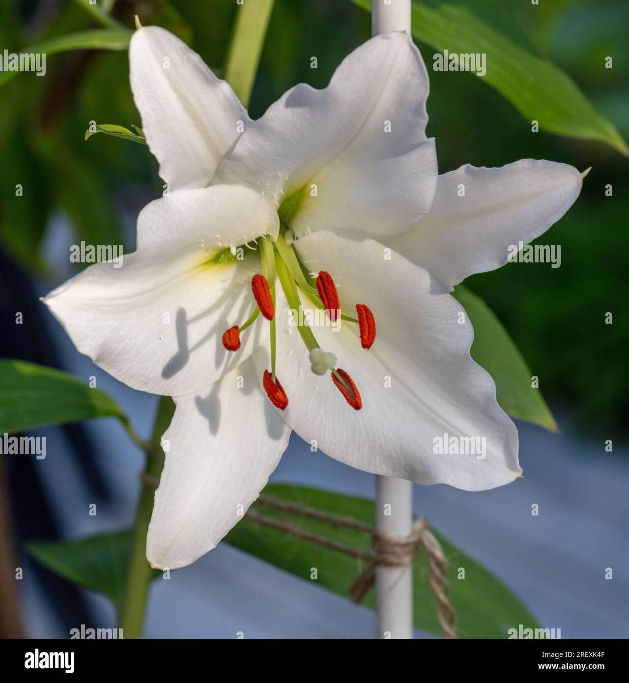 'Rialto' ibrido orientale, Orientlilja (Lilium orientalis) Foto Stock
