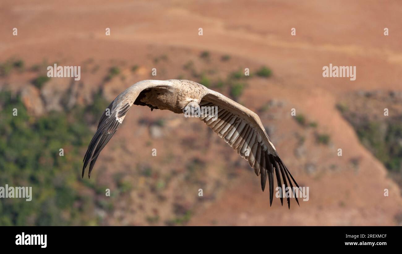 Cappotto/capoverso Griffon in alta montagna Foto Stock