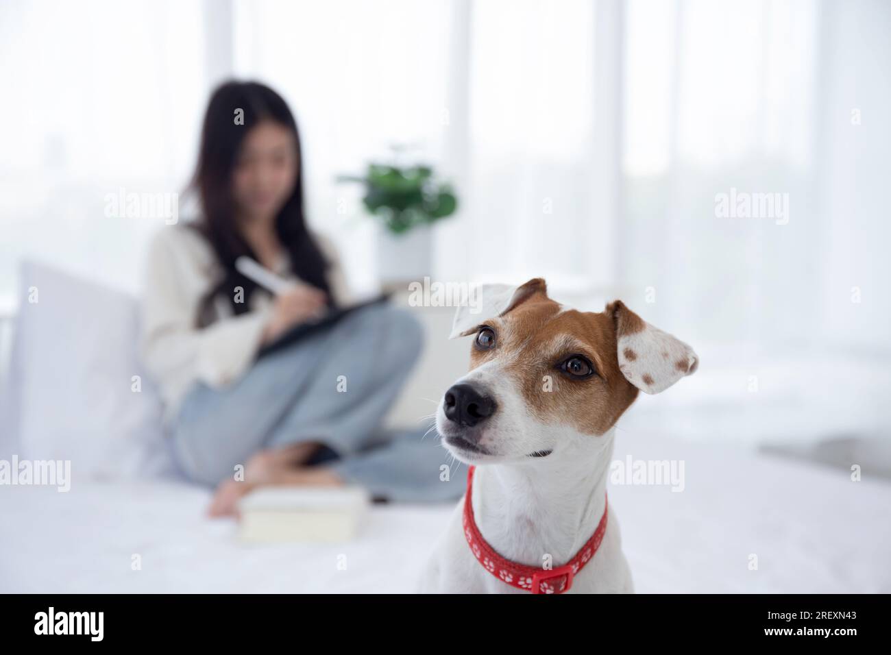 Bella giovane donna asiatica sorride seduta da un tablet digitale a Internet online con accogliente cane da compagnia in camera da letto a casa, Woman u Foto Stock