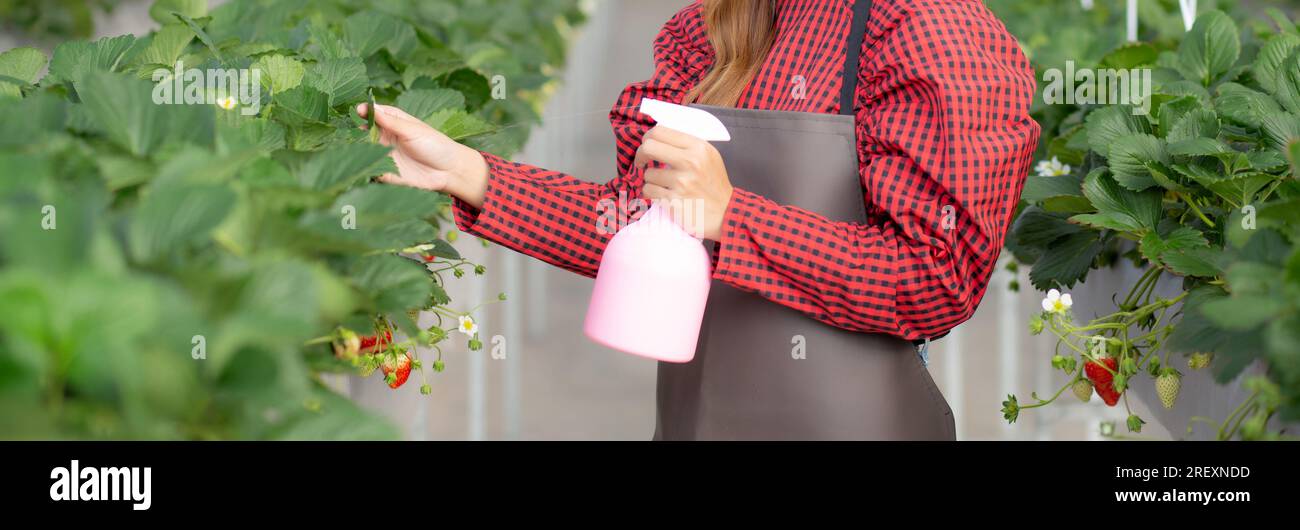 Bella imprenditore giovane donna asiatica in piedi e annaffiando le piante di fragola in fattoria a serra, coltivazione orticoltura, femmina facendo agricoltura Foto Stock