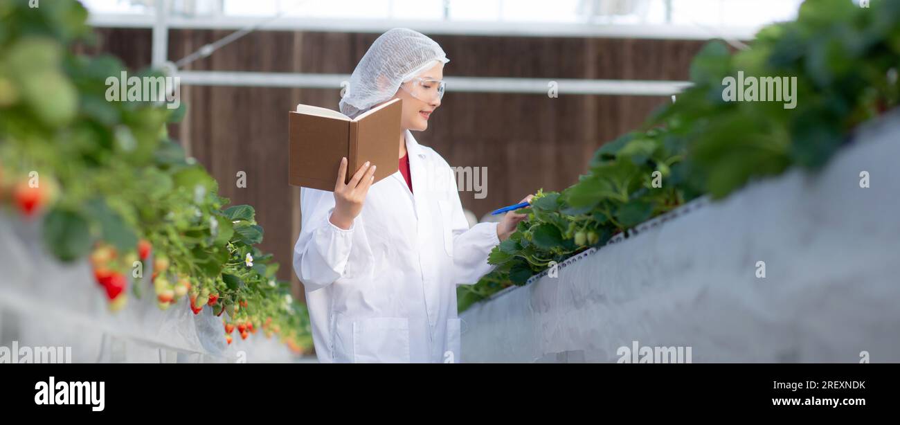 Giovane donna asiatica controllare coltivazione fragola con felicità per la ricerca e la scrittura notebook in fattoria serra laboratorio, femminile esame della fragola Foto Stock