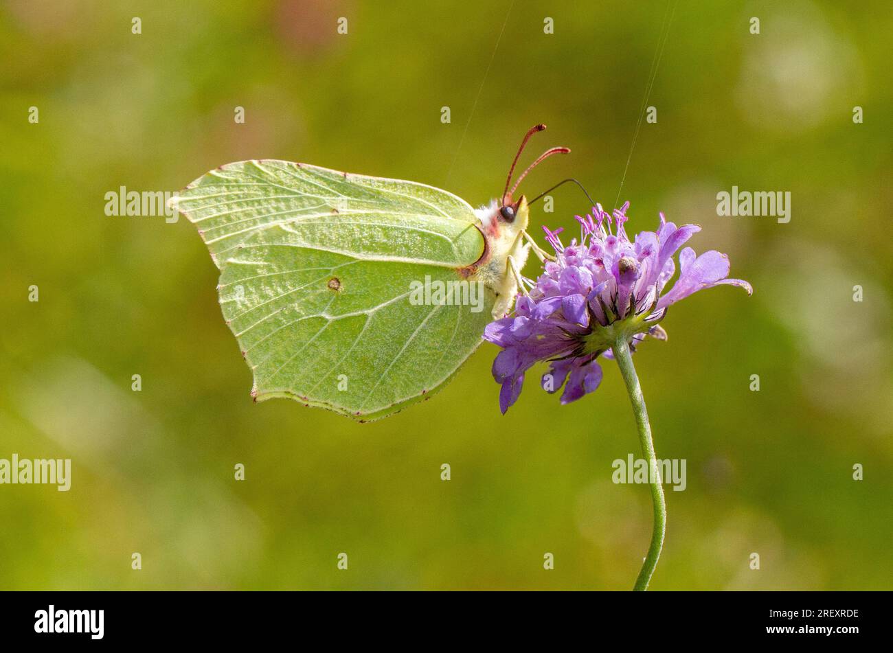 Brimstone Butterfly Gonepteryx rhamni su Scabious Flower Head nella campagna inglese Inghilterra Regno Unito Foto Stock