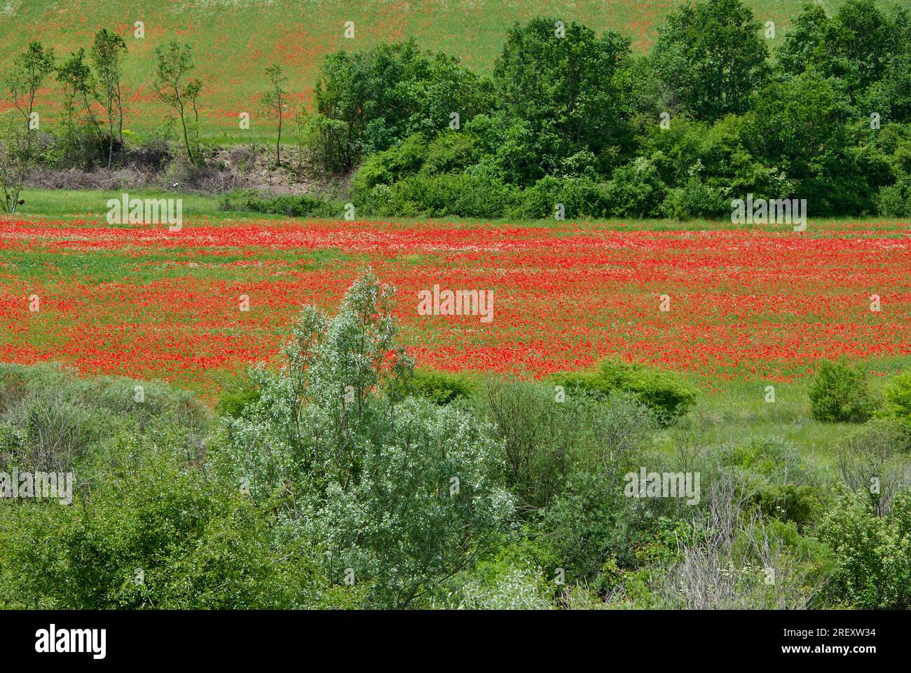 Paesaggio agricolo francese con fiori di papavero rossi in un campo d'estate. Foto Stock