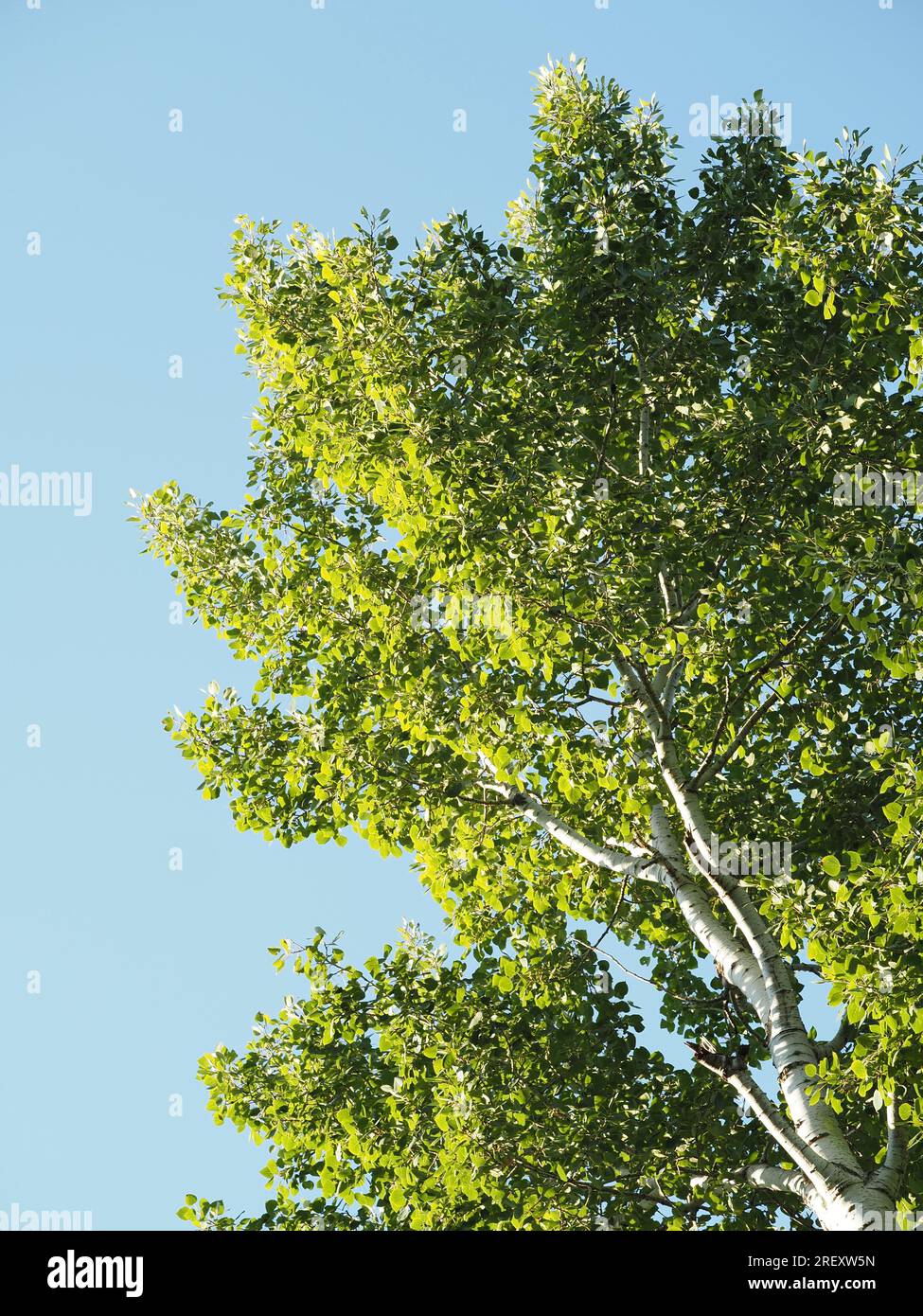 Aspen Tree illuminato dal sole serale a fine luglio Foto Stock