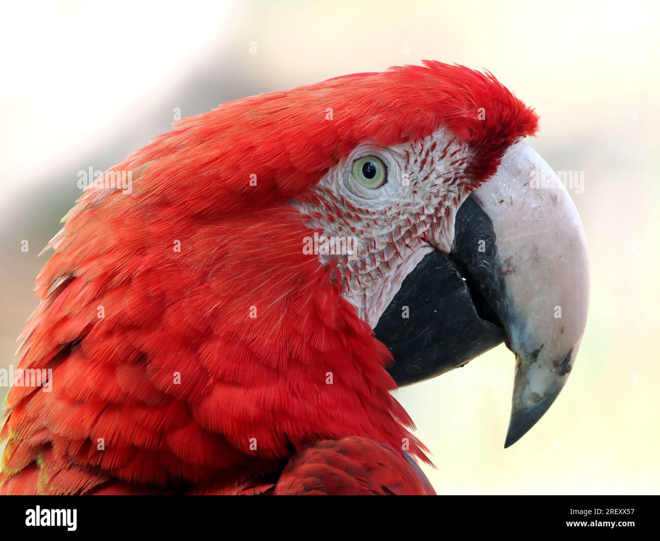Macaw rosso-verde, macaw alato verde, Grünflügelara, Dunkelrote Ara, Ara chloroptère, Ara chloroptera, zöldszárnyú ara Foto Stock