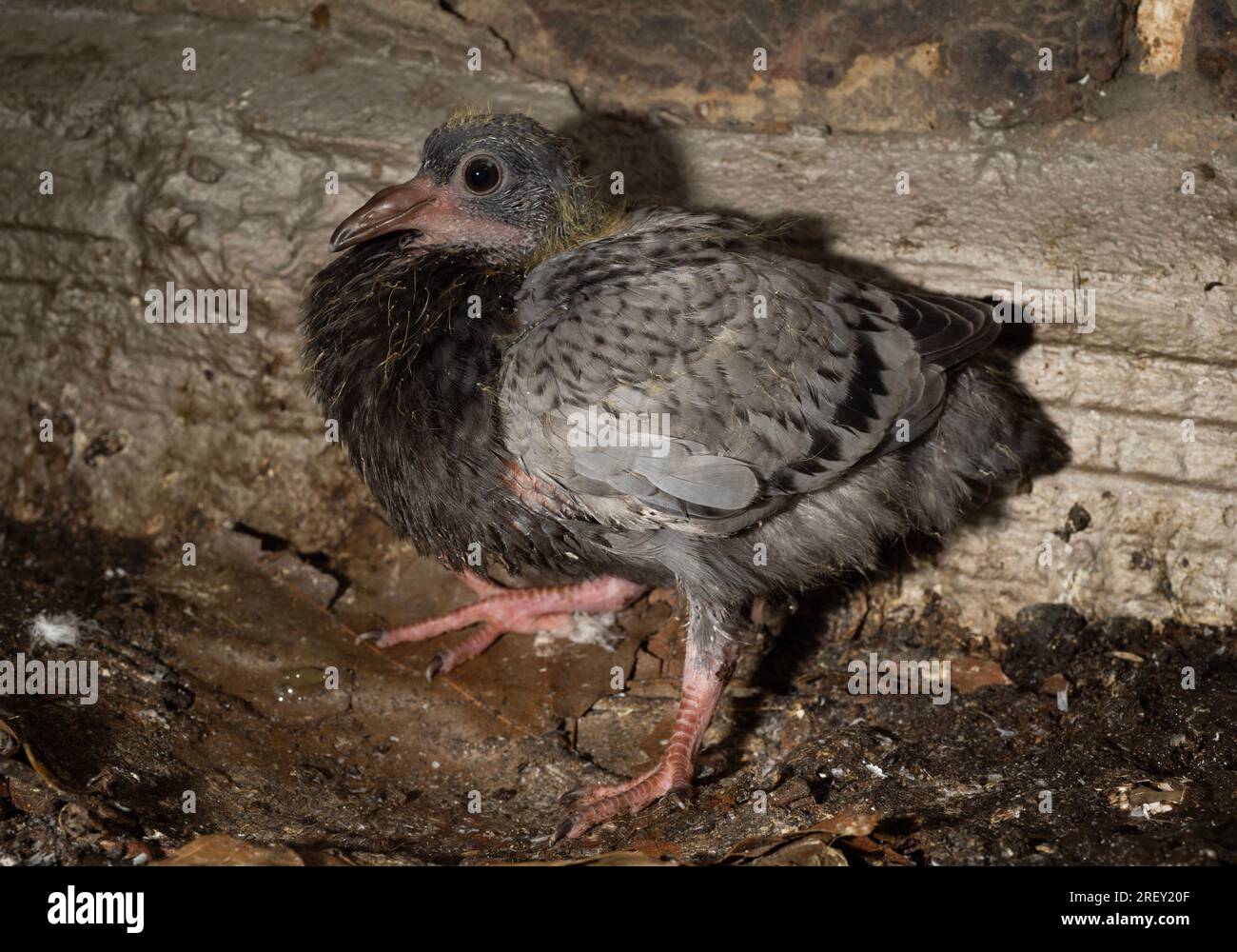 Feral Pigeon squab or pulcino, Columba livia, Londra, Regno Unito Foto Stock