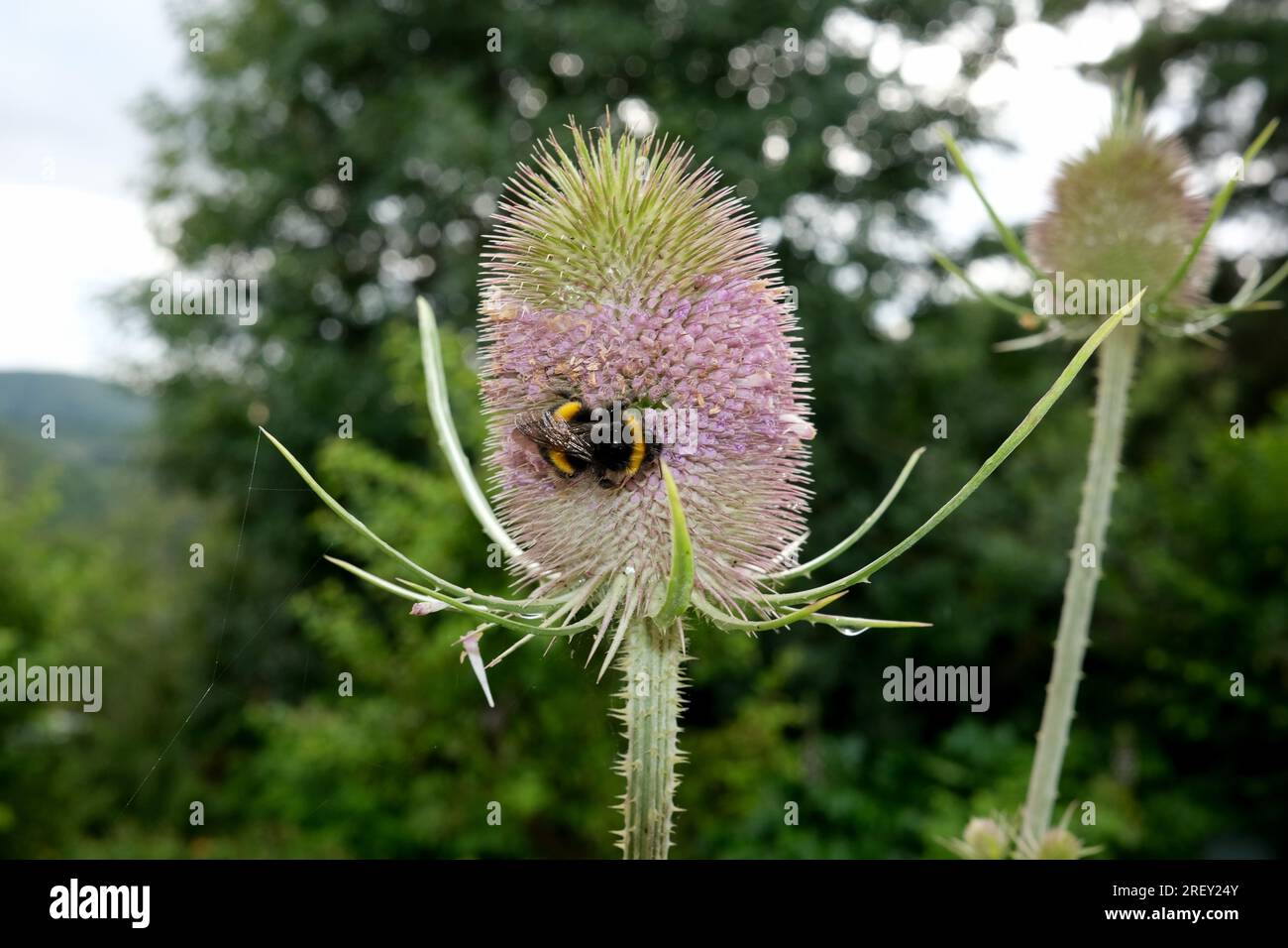 Dipsacus fullonum selvatico con polline per la raccolta delle api. Foto Stock
