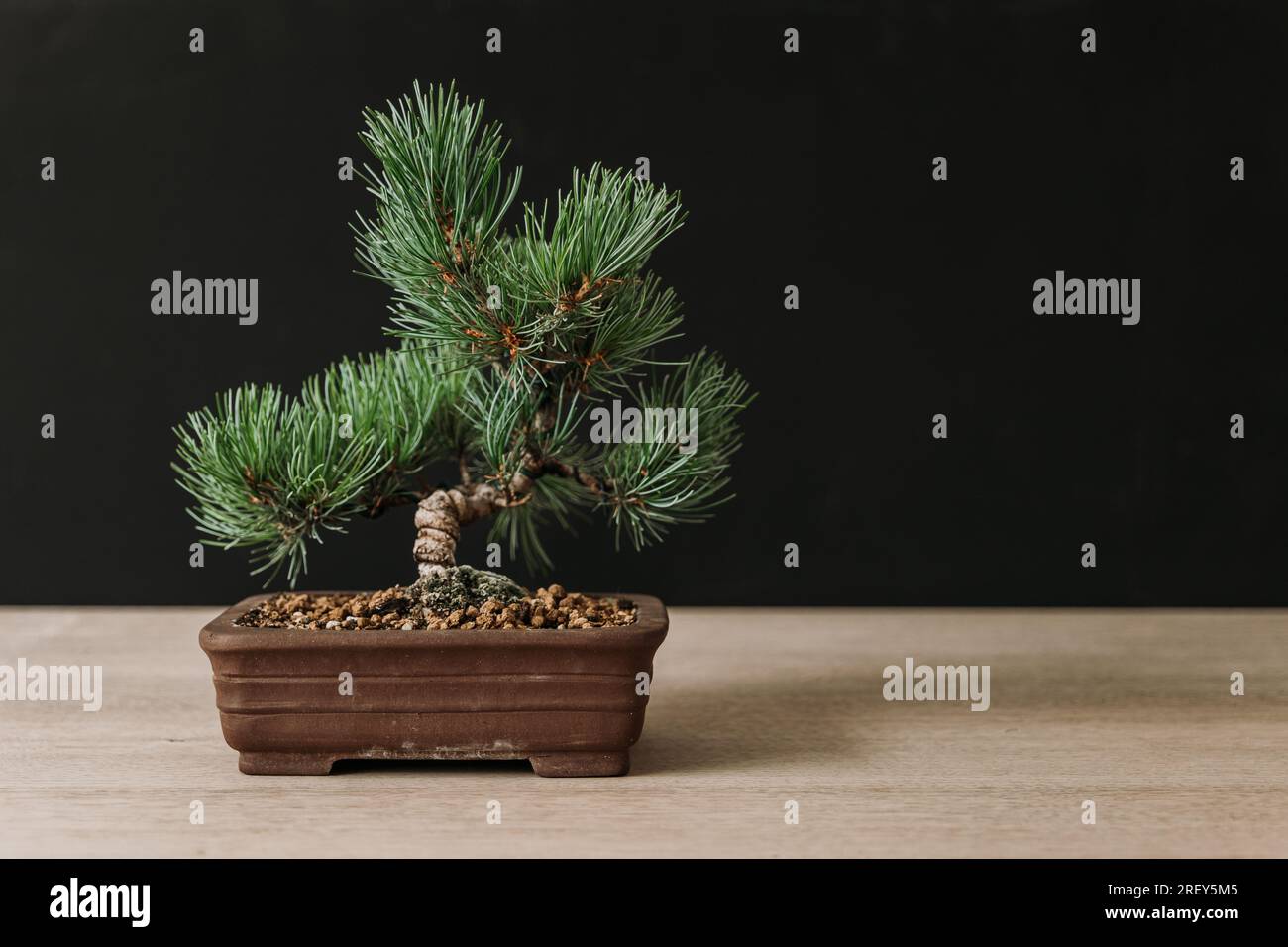 Piccolo albero di bonsai Pino bianco Giapponese 'Pinus parviflora' in un vaso marrone su un tavolo di legno e sfondo scuro Foto Stock