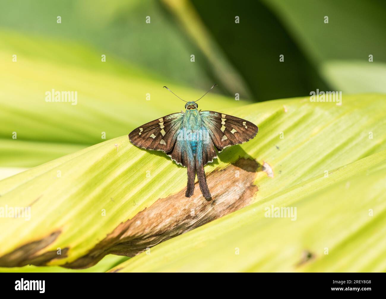 Uno Skipper dalla coda lunga dall'aspetto piuttosto blu (Urbanus proteus) che poggia su una foglia Foto Stock