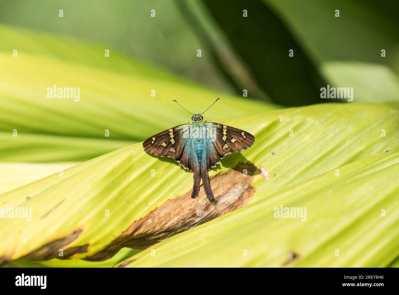 Uno Skipper dalla coda lunga dall'aspetto piuttosto blu (Urbanus proteus) che poggia su una foglia Foto Stock