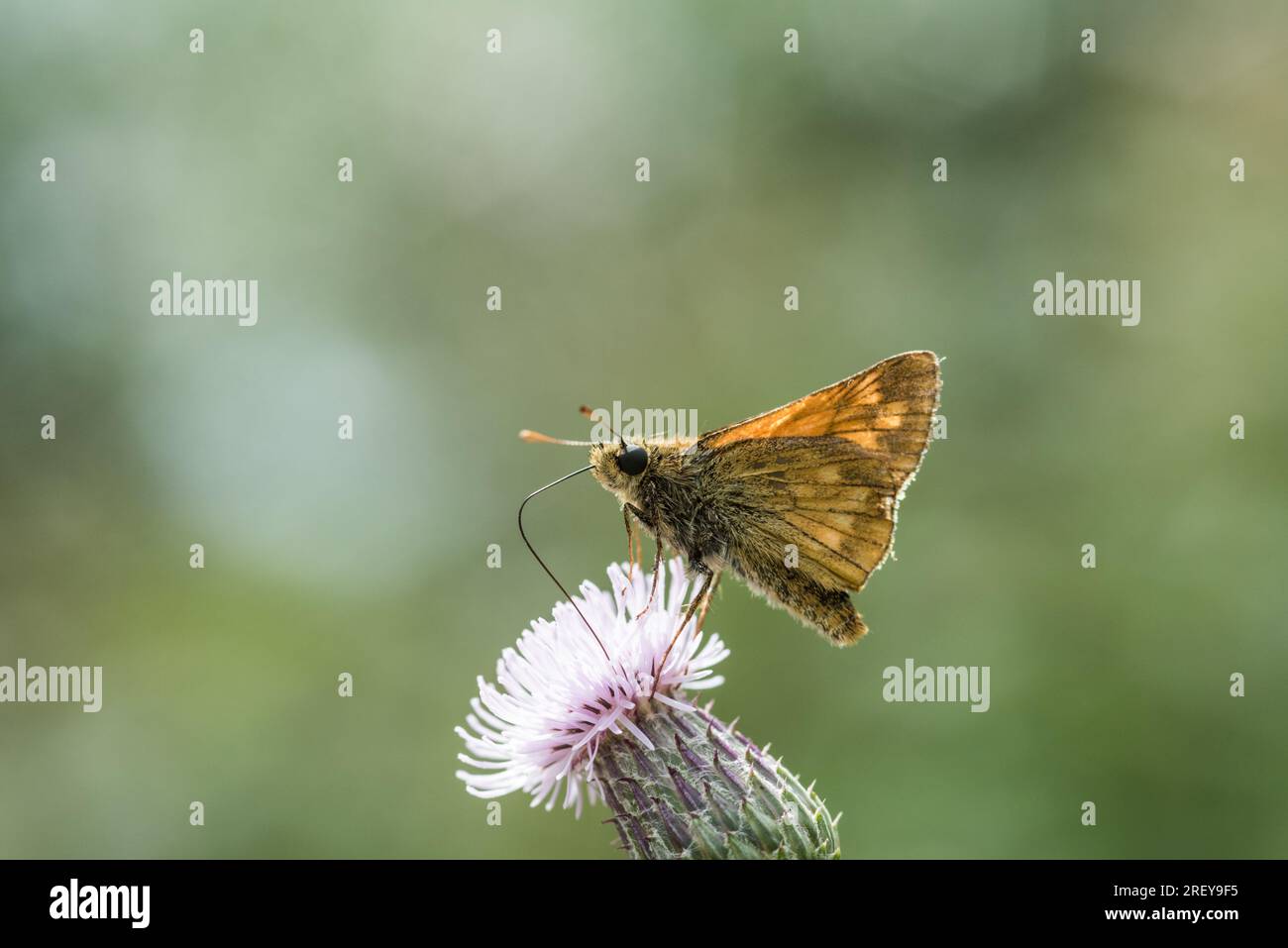 Foraggio di un grande skipper (Ochlodes sylvanus) su un cardo Foto Stock