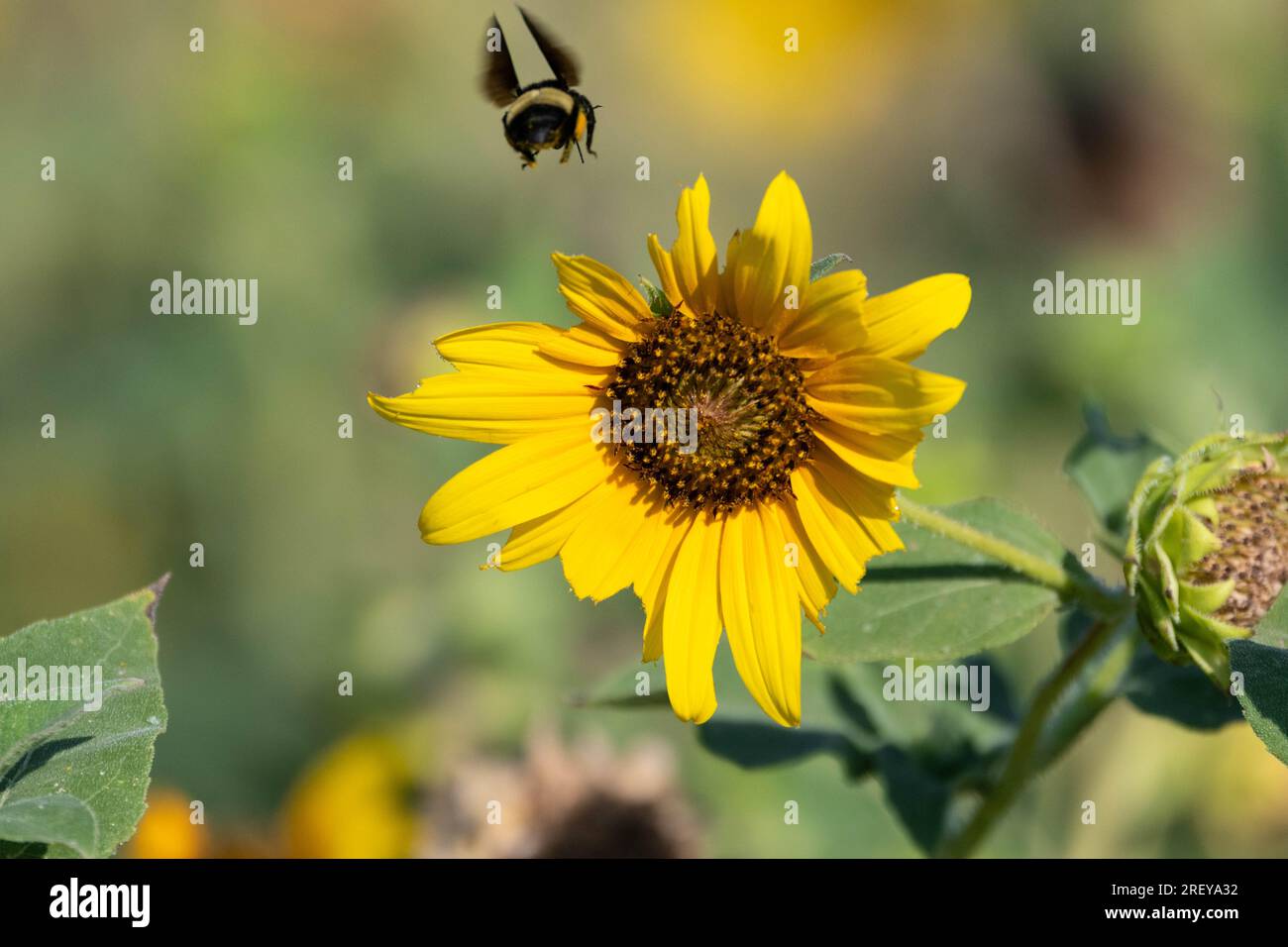 Un Bumblebee con polline che ricopre le gambe che vola sopra un girasole fiorisce con petali danneggiati in una soleggiata mattinata d'estate. Foto Stock