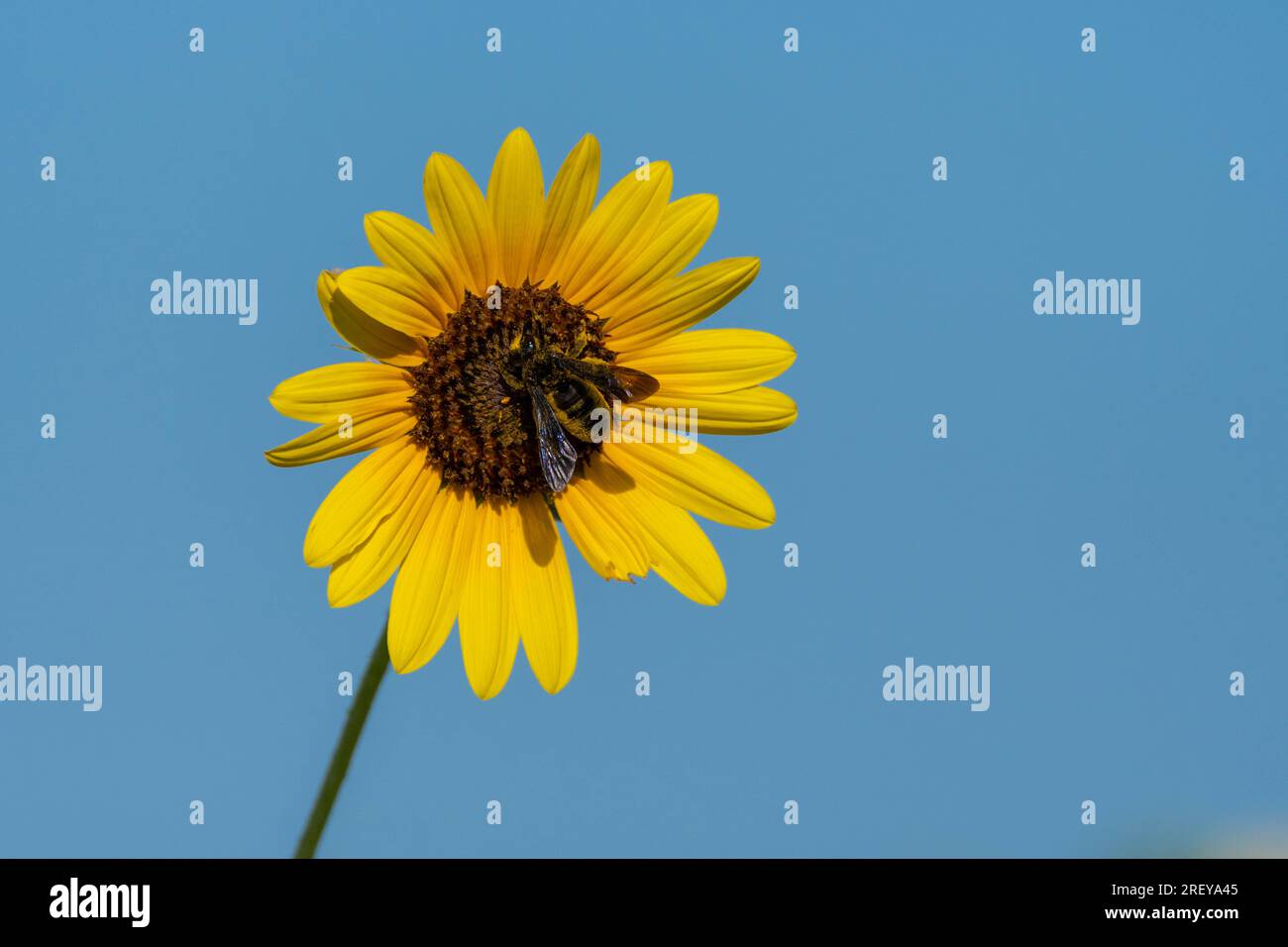 Un'ape da falegname con il suo corpo e le sue gambe ricoperte di polline giallo mentre pollina un grande girasole che fiorisce in una soleggiata mattinata d'estate. Foto Stock