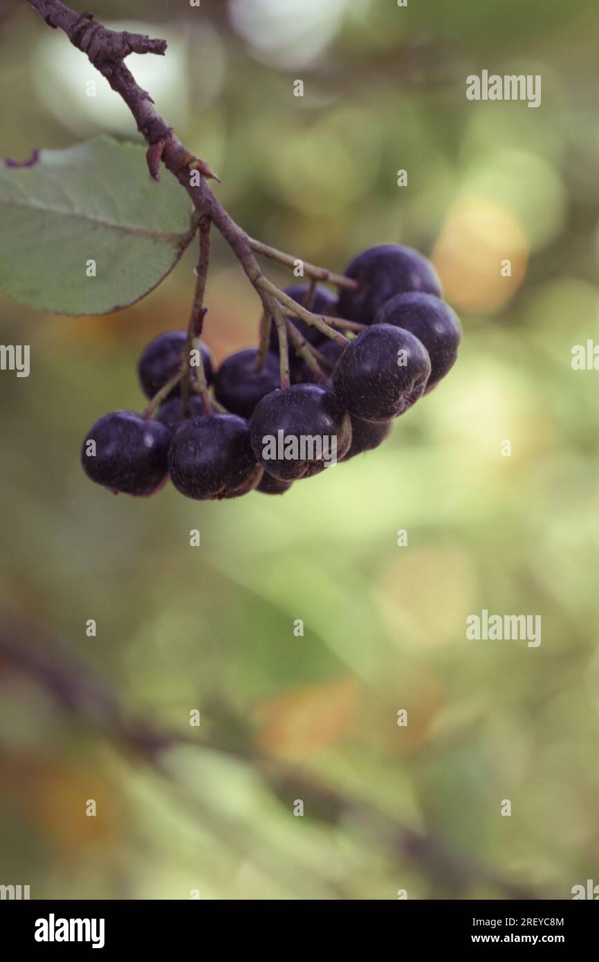 Aronia Berry Bush - superfruit che aumenta il sistema immunitario del corpo per combattere le malattie legate allo stress, da vicino Foto Stock