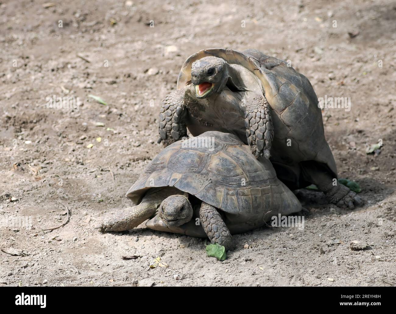 Tartaruga greca, tartaruga a cosce dritta, Maurische Landschildkröte, tortue mauresque, Testudo graeca, mór teknős Foto Stock