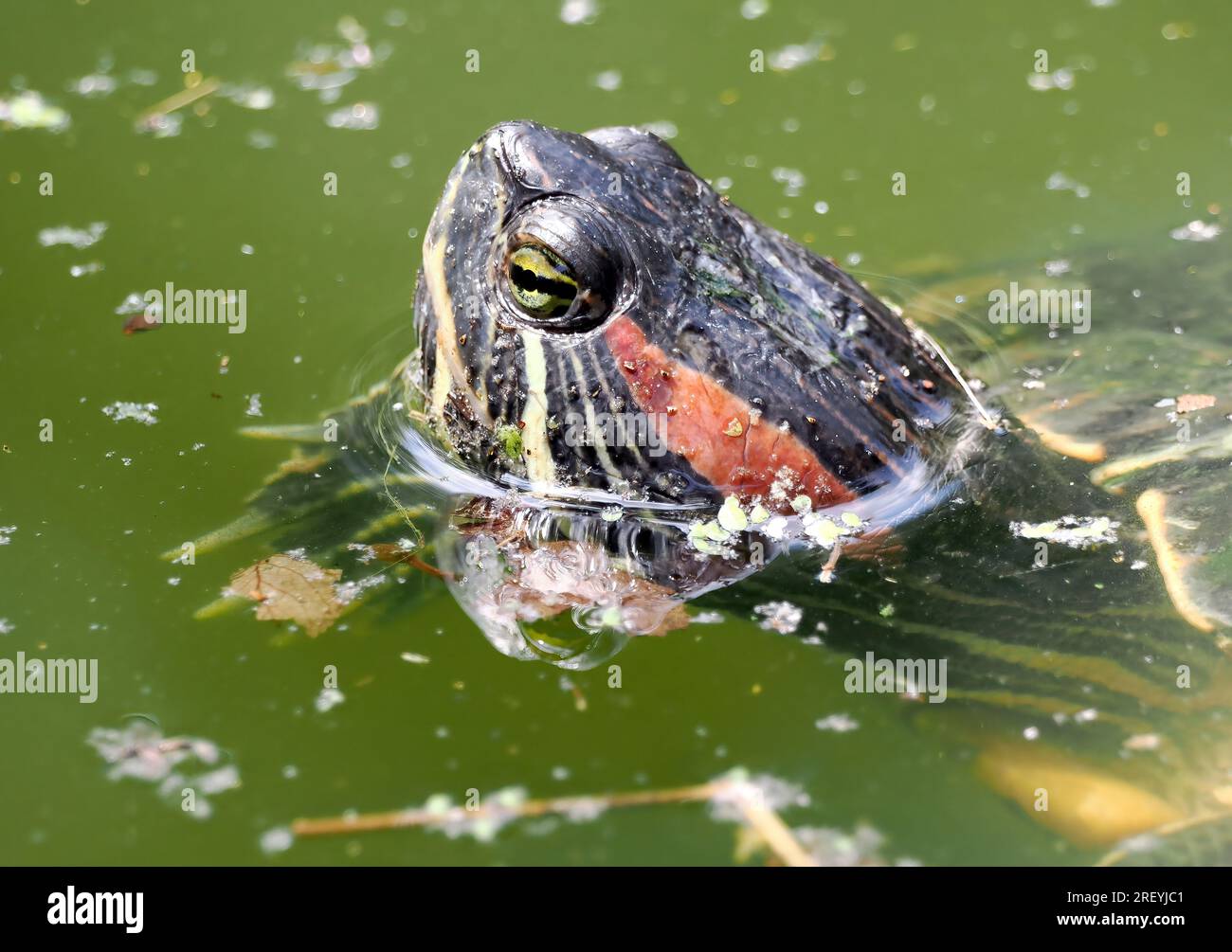 Cursore dalle orecchie rosse, terrapin dalle orecchie rosse, Rotwangen-Schmuckschildkröte, Tortue de Floride, Trachemys scripta elegans, vörösfülű ékszerteknős Foto Stock