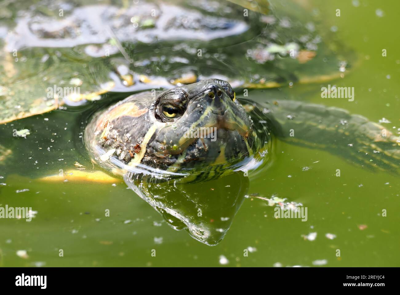 Cursore dalle orecchie rosse, terrapin dalle orecchie rosse, Rotwangen-Schmuckschildkröte, Tortue de Floride, Trachemys scripta elegans, vörösfülű ékszerteknős Foto Stock