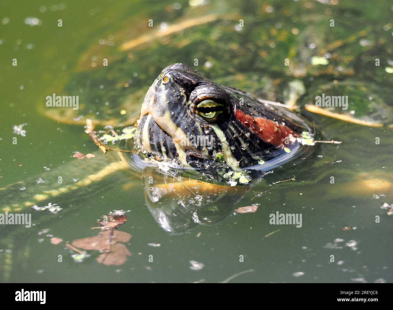 Cursore dalle orecchie rosse, terrapin dalle orecchie rosse, Rotwangen-Schmuckschildkröte, Tortue de Floride, Trachemys scripta elegans, vörösfülű ékszerteknős Foto Stock